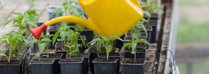 watering seedlings from seed