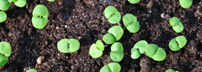 plants from seed