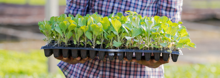 tray of healthy seedlings from seed