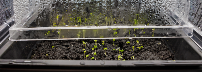 seedlings in tray